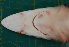 Carcharhinus macloti