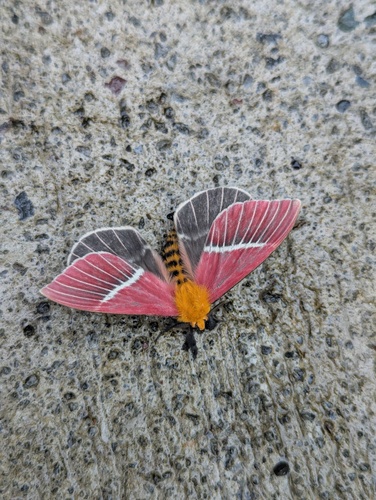 Pseudodirphia menander