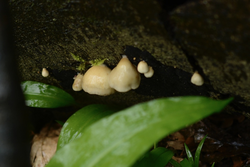 Crepidotus mollis · March 2026 · photo: © cryptomarasmius (iNaturalist, cc-by)