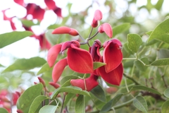 Erythrina crista-galli