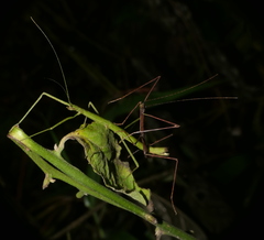 Libethra