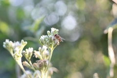 Diptera