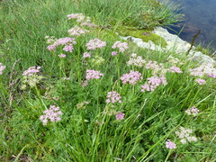Mutellina purpurea