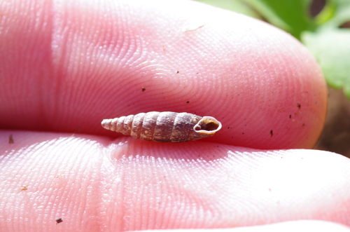 Clausilia bidentata