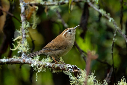 Mountain Wren