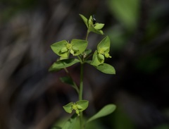 Euphorbia tetrapora