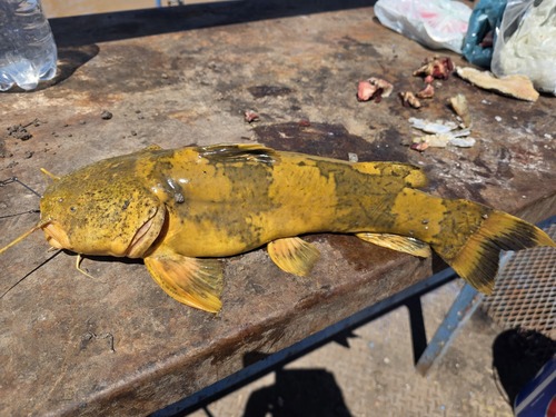 Manguruju (Pseudopimelodus mangurus) — Pseudopimelodidae — 2