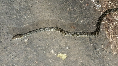 Malayopython reticulatus