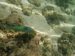 Halichoeres chloropterus