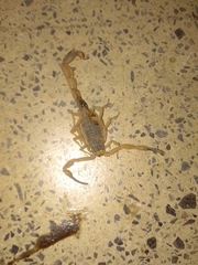 Tityus serrulatus