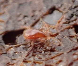 Parasitidae