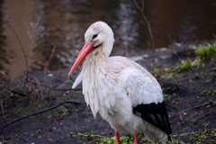 Ciconia ciconia