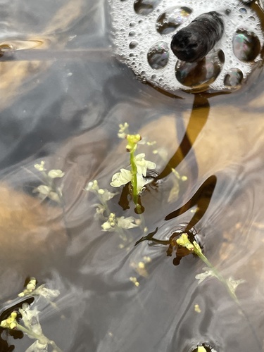 Utricularia neottioides (Utricularia neottioides)