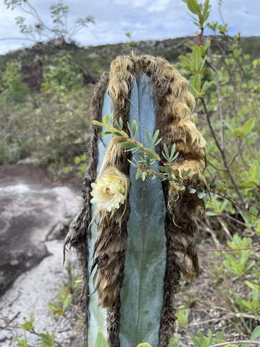 Pilosocereus fulvilanatus