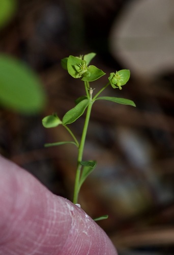 Image of Euphorbia tetrapora by (c) Michelle W. （鍾偉瑋）, some rights reserved (CC BY)