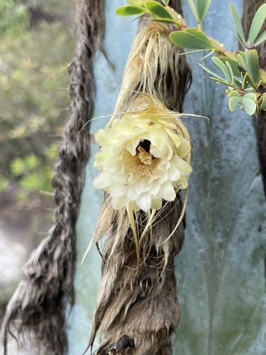 Pilosocereus fulvilanatus, photograph 2