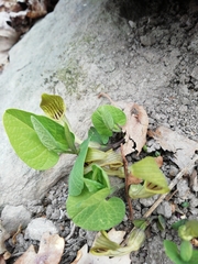 Aristolochia pallida