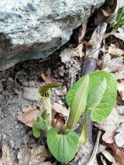 Aristolochia pallida