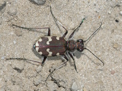 Cicindela maritima