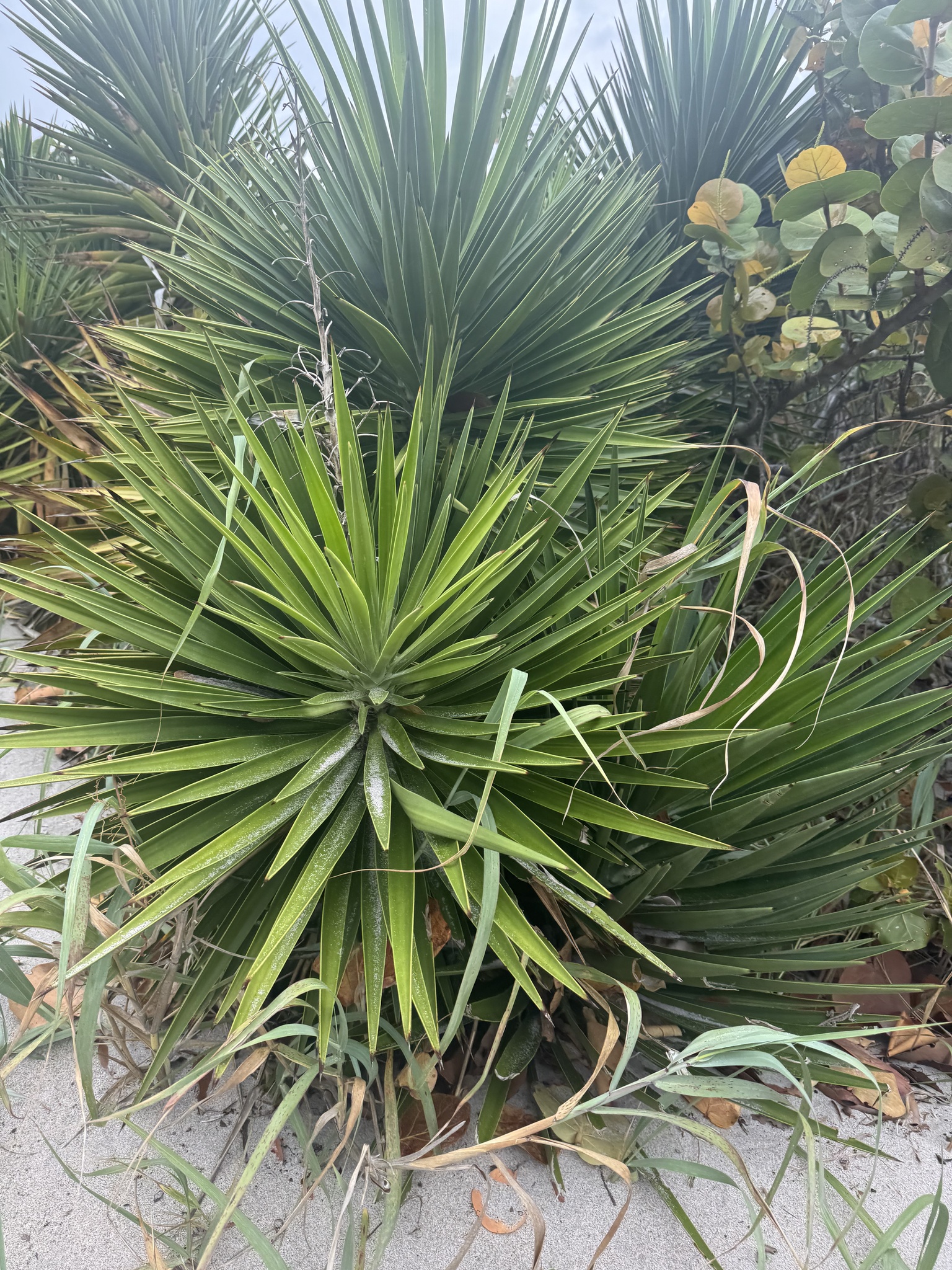 Aloe Yucca (Yucca aloifolia)