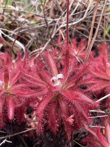 Drosera graomogolensis