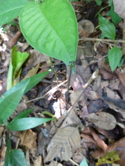 Pseudagrion melanicterum