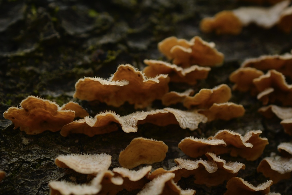 Stereum hirsutum · March 2026 · photo: © cryptomarasmius (iNaturalist, cc-by)
