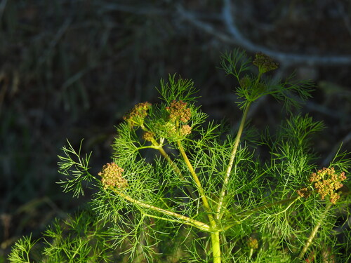 Mad fennel (పిచ్చి సోంపు) (Prangos trifida)