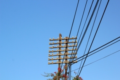 Parabuteo unicinctus