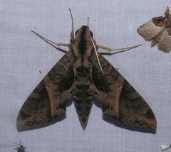 Eumorpha triangulum