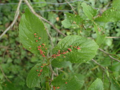Eriophyes prunianus