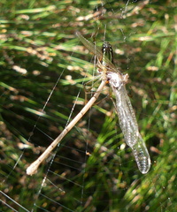 Ceriagrion glabrum