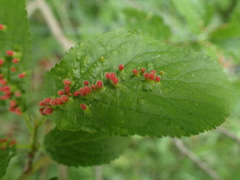 Eriophyes prunianus