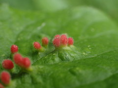 Eriophyes prunianus