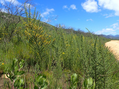 Aspalathus hirta hirta