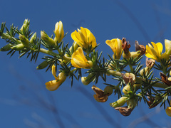 Aspalathus hirta hirta