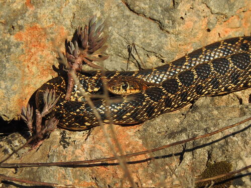 Horseshoe Whip Snake