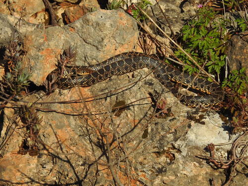 Horseshoe Whip Snake