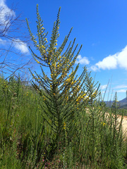 Aspalathus hirta hirta