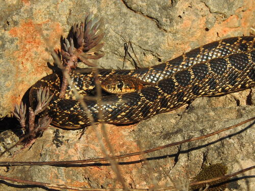 Horseshoe Whip Snake