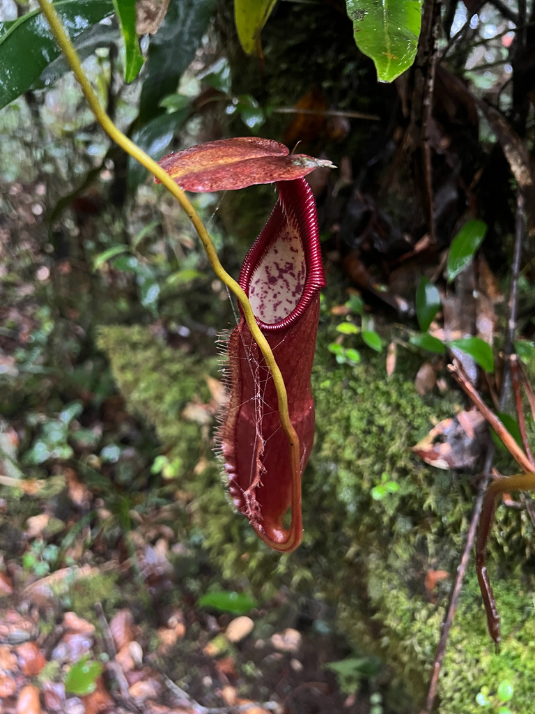 Nepenthes singalana (Nepenthes singalana)