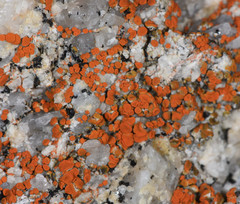 Polycauliona ludificans