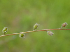 Myosotis ramosissima
