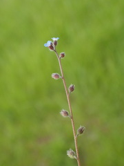 Myosotis ramosissima