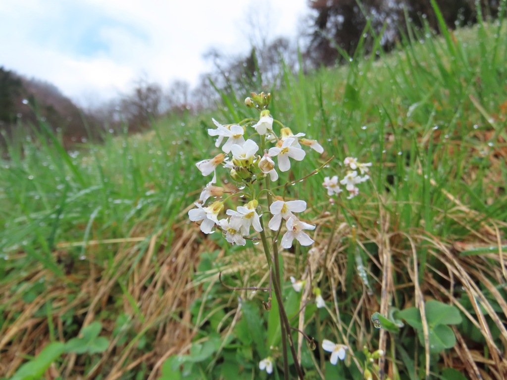 Arabidopsis halleri; photograph (c) Marco Mussita, some rights reserved (CC BY)