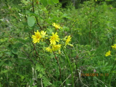 Crepis praemorsa