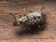 Elaphrus cupreus
