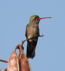 Phaeoptila sordida