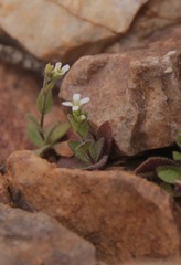 Arabis parvula