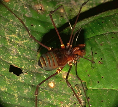Cranaidae